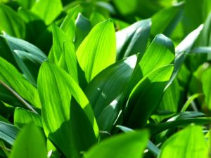 what does wild garlic look like?