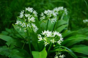 what does wild garlic look like?