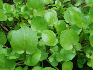 a close up shot of watercress leaves.