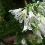 These are the lovely, and pungent, flowers of the Wild Garlic