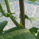 and this is a baby cucumber