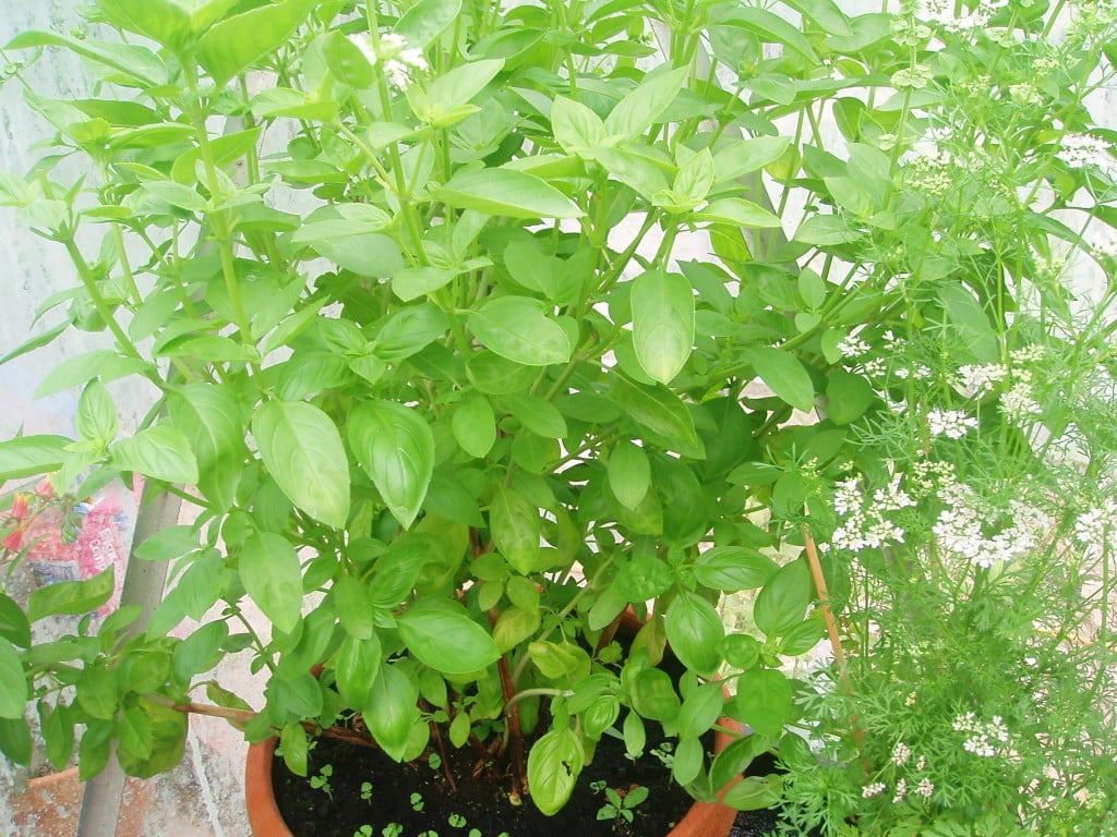 Large basil plant