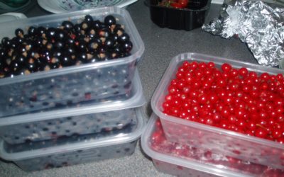 Free Berries From A Good Friend