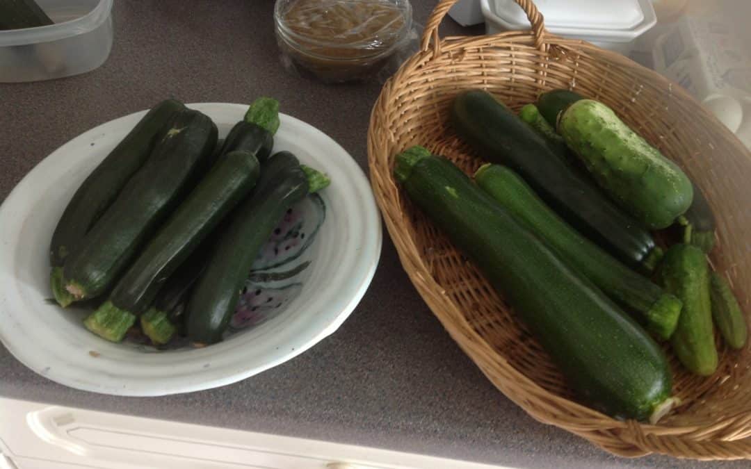 An abundance of Courgettes