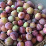 Plums, plums and more plums