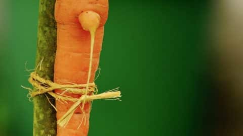 carrot tied to a tree