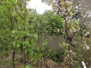 fruit trees in front Apr14