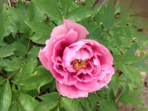 a pink peony bloom.