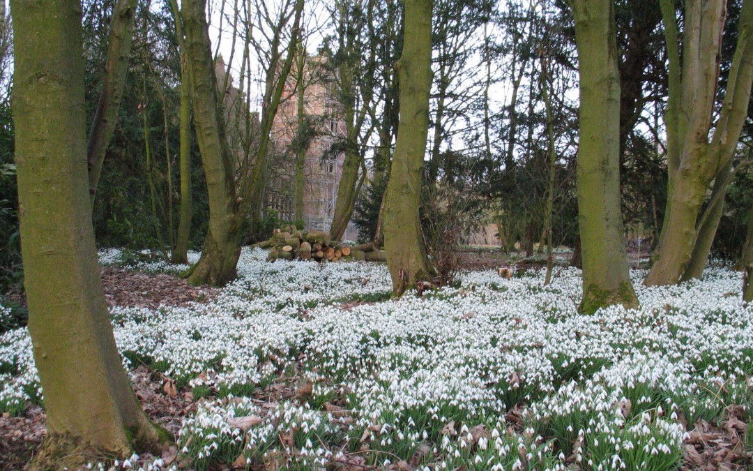 Snowdrops, friends and being perfect