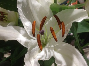 a close up of a white lily