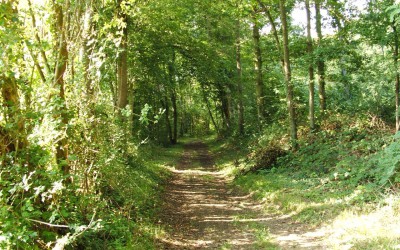 Woods, Meadows, Lakes & the garden