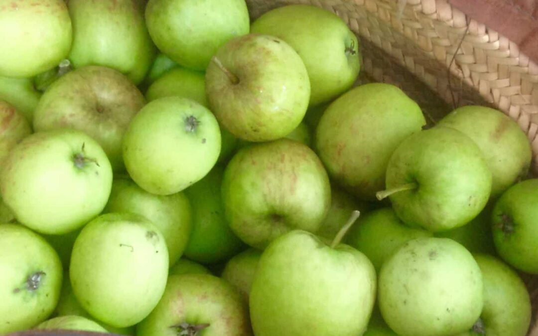 An apple harvest