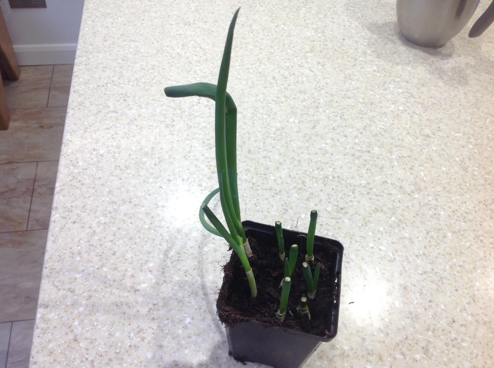 Regrowing spring onions 