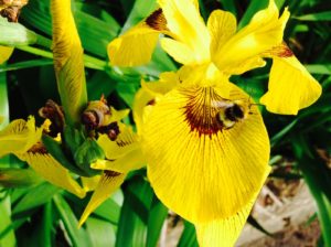 Iris and bee