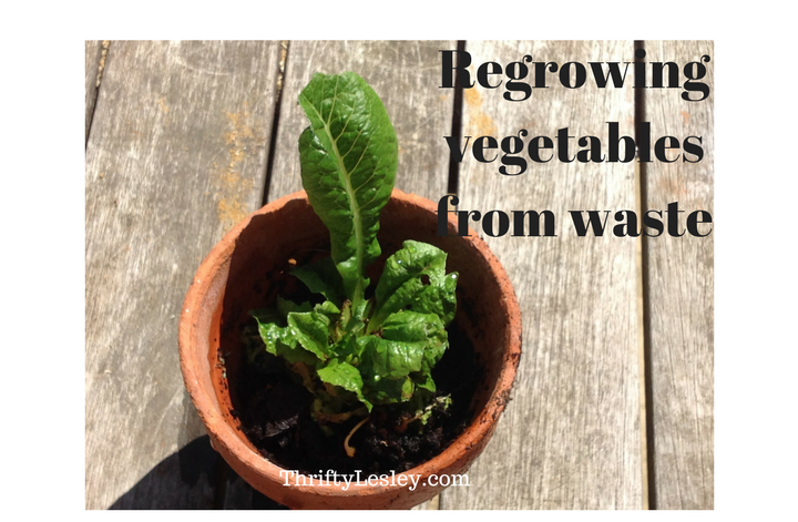 Regrowing vegetables from waste
