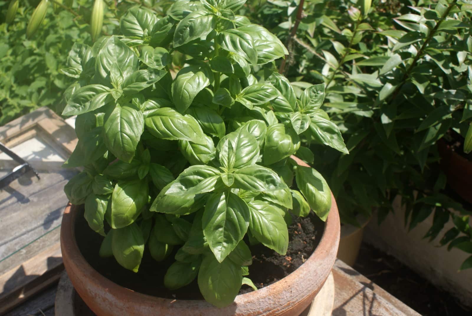 A basil plant in a pot