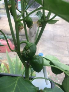 close up of pepper