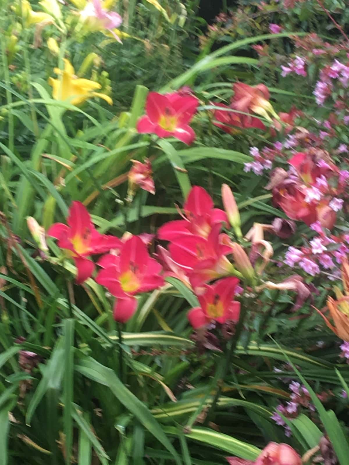 day lilies