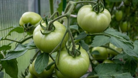 green tomatoes on the vine