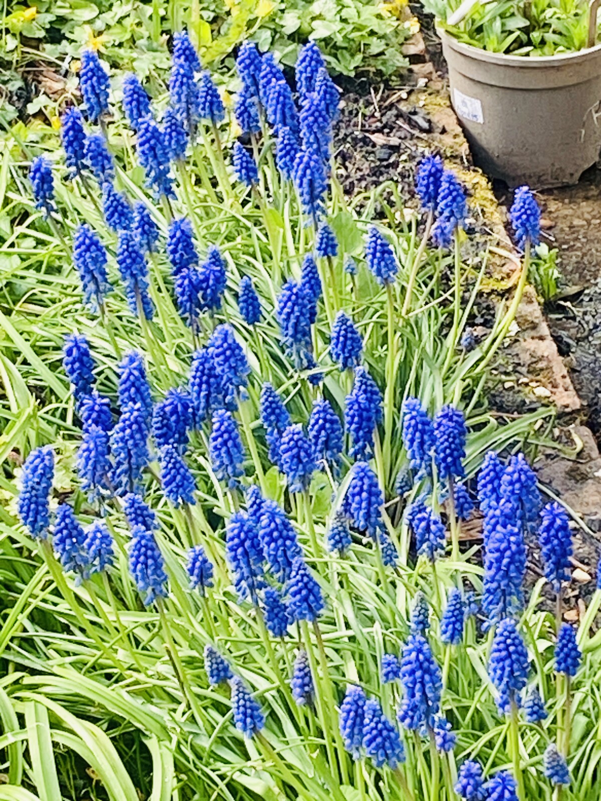 a patch of blue muscari in bloom