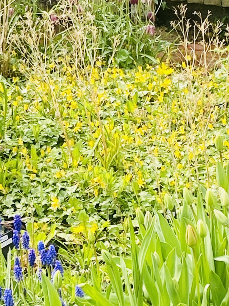Celandine in the garden, in bloom
