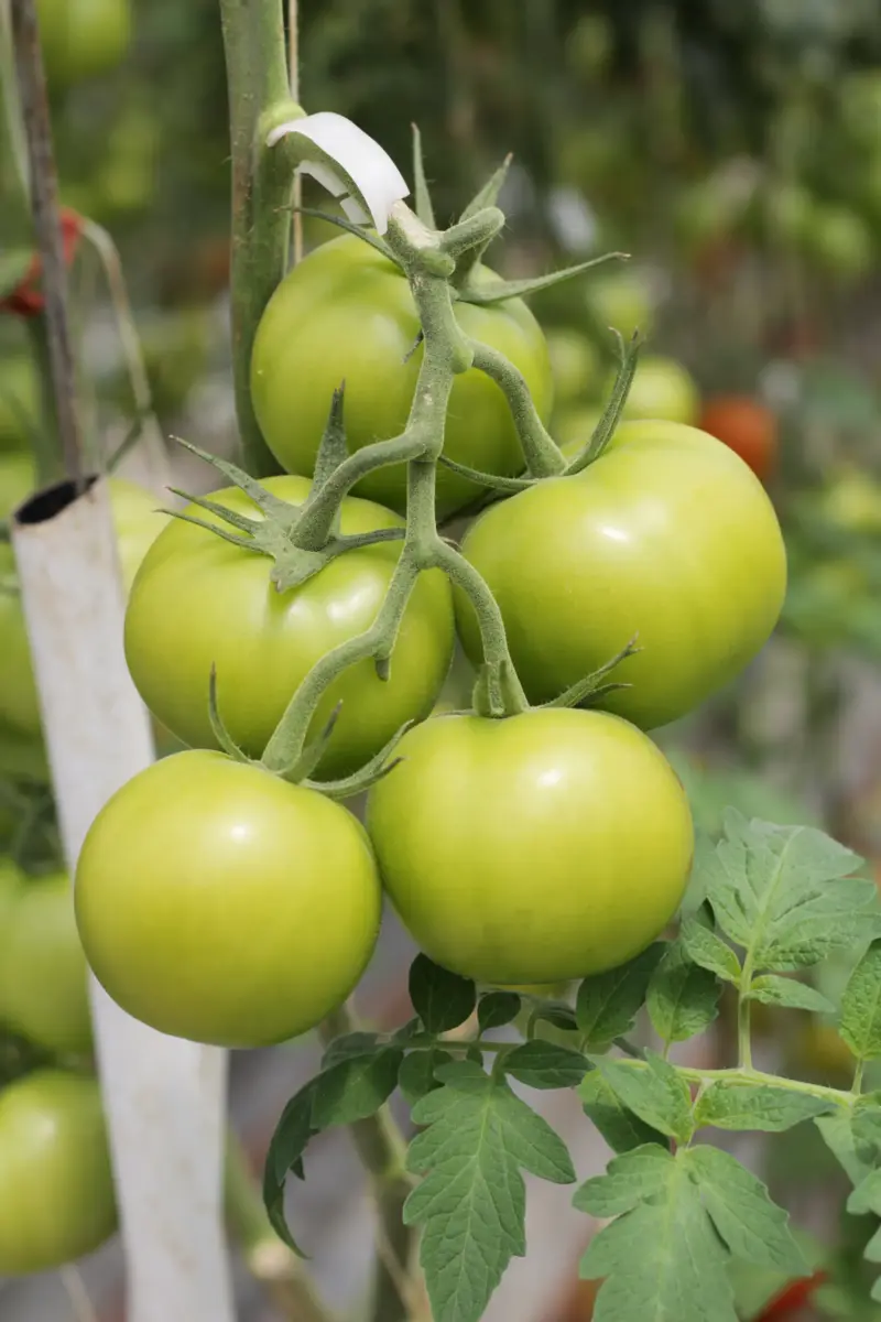 green tomatoes on a tomato plant.