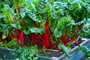 red stemmed Swiss chard growing in a garden.